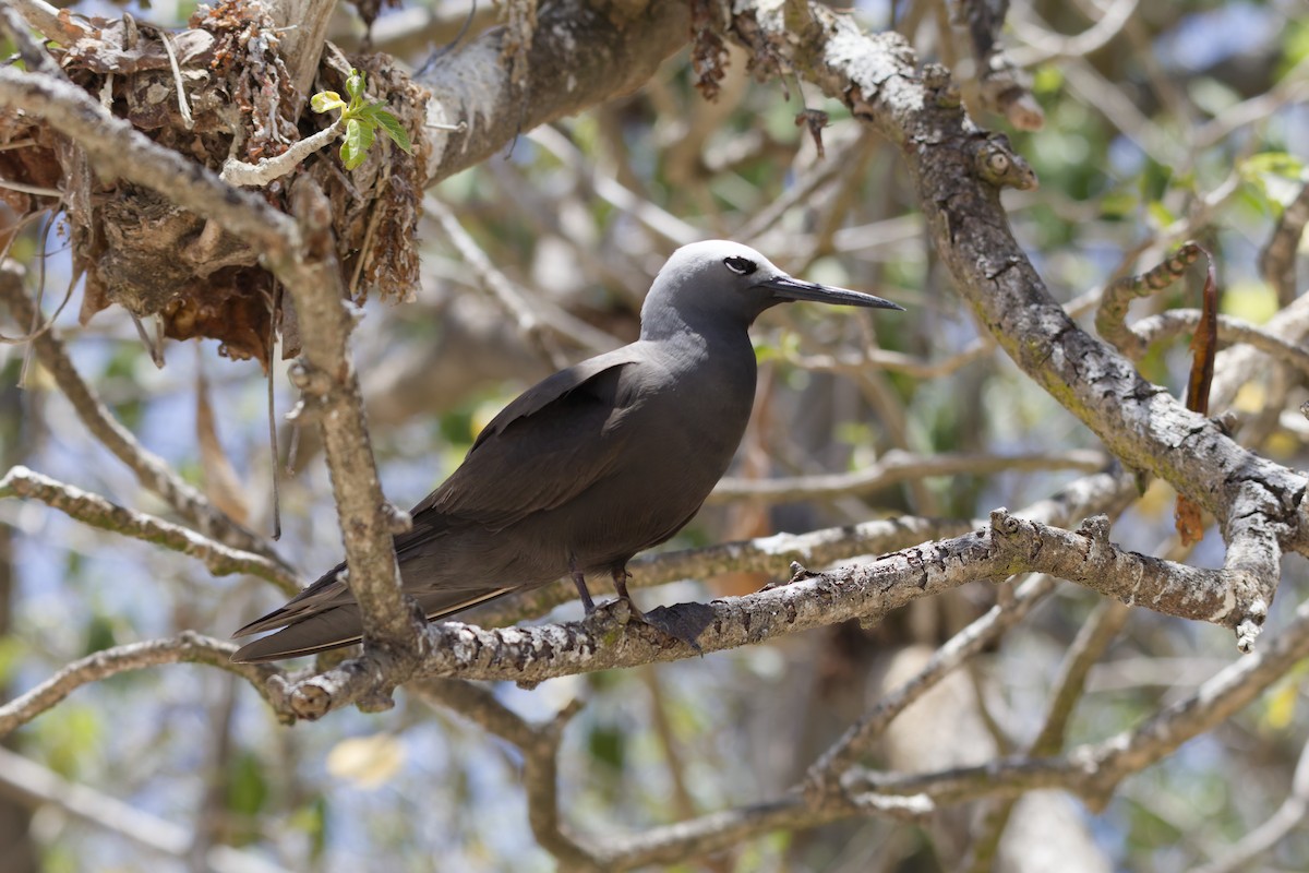 Lesser Noddy - ML646263481