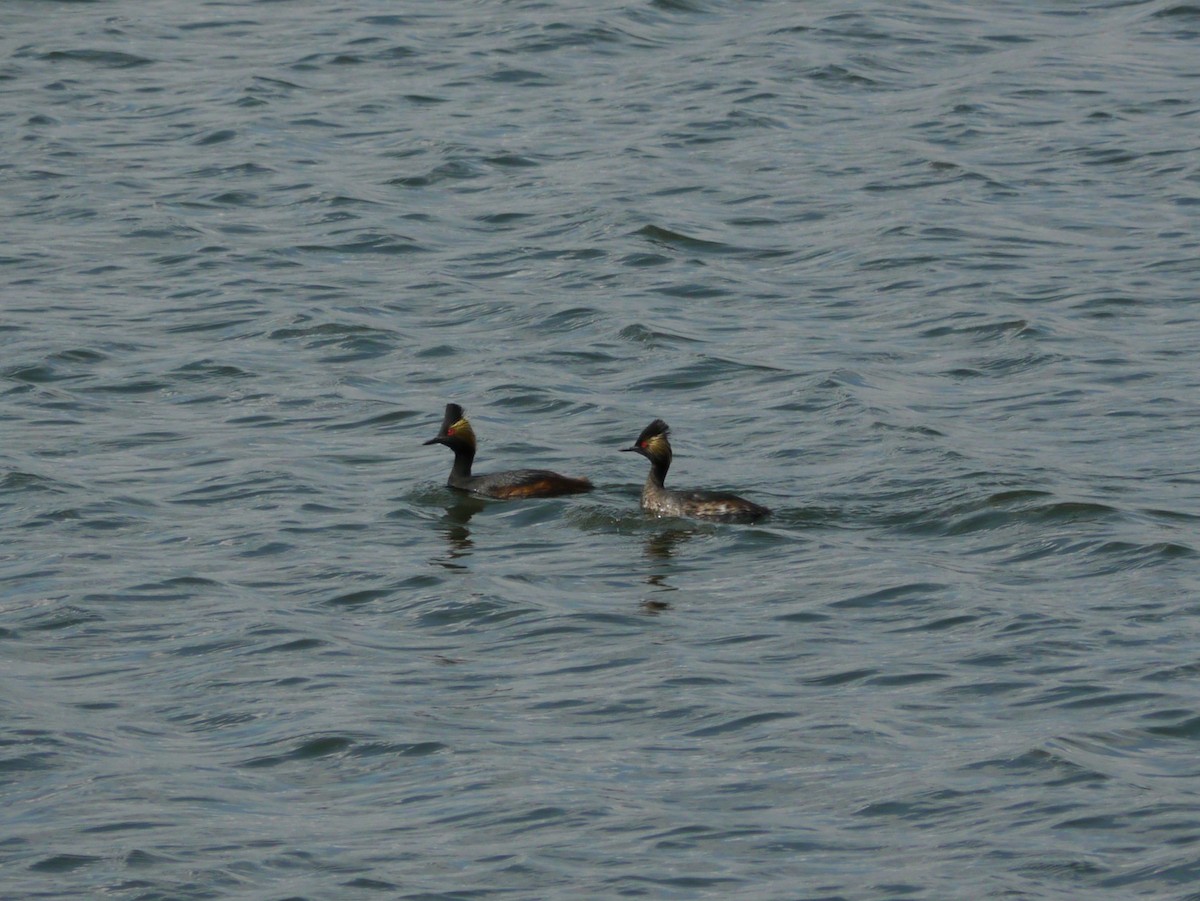 potápka černokrká - ML646263482