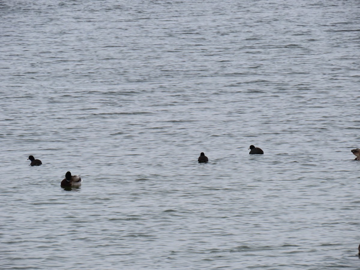 Лиска американська - ML646263485