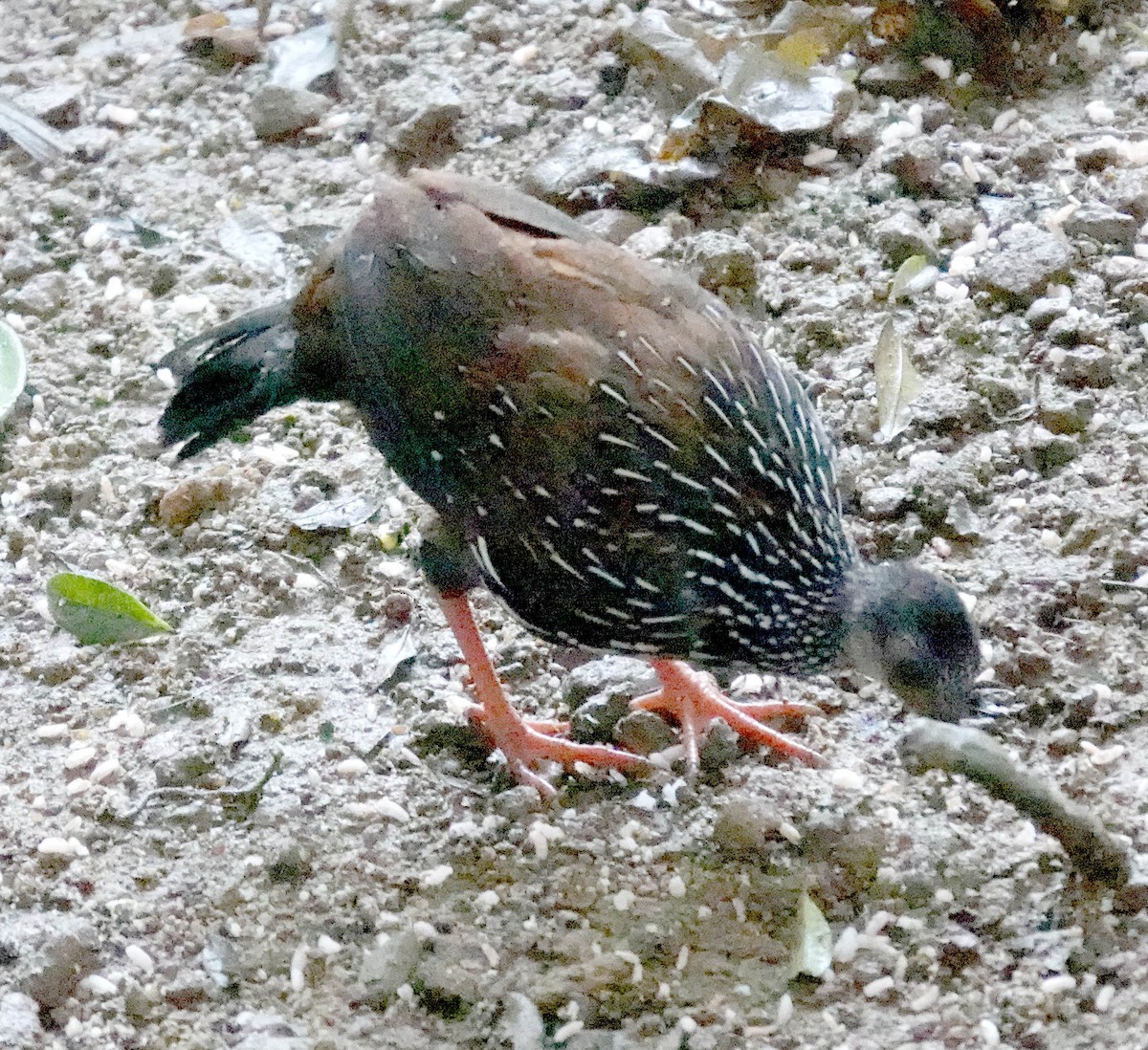 Куріпка-шпороніг ланкійська - ML646263486