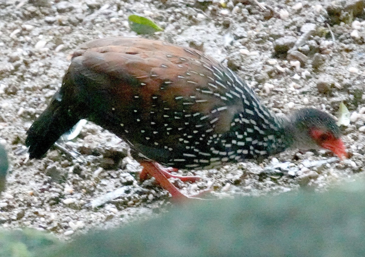 Куріпка-шпороніг ланкійська - ML646263487