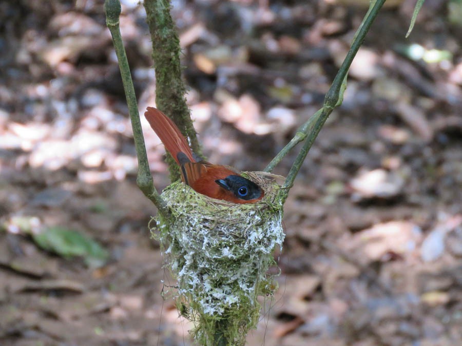 Монарх-довгохвіст мадагаскарський - ML646263488