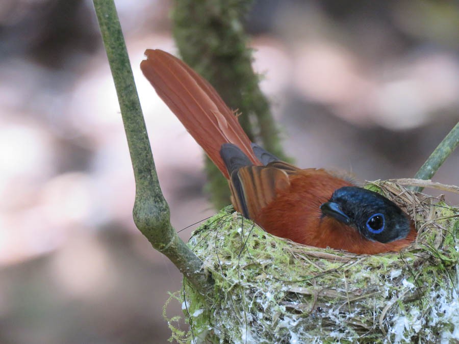 Монарх-довгохвіст мадагаскарський - ML646263489
