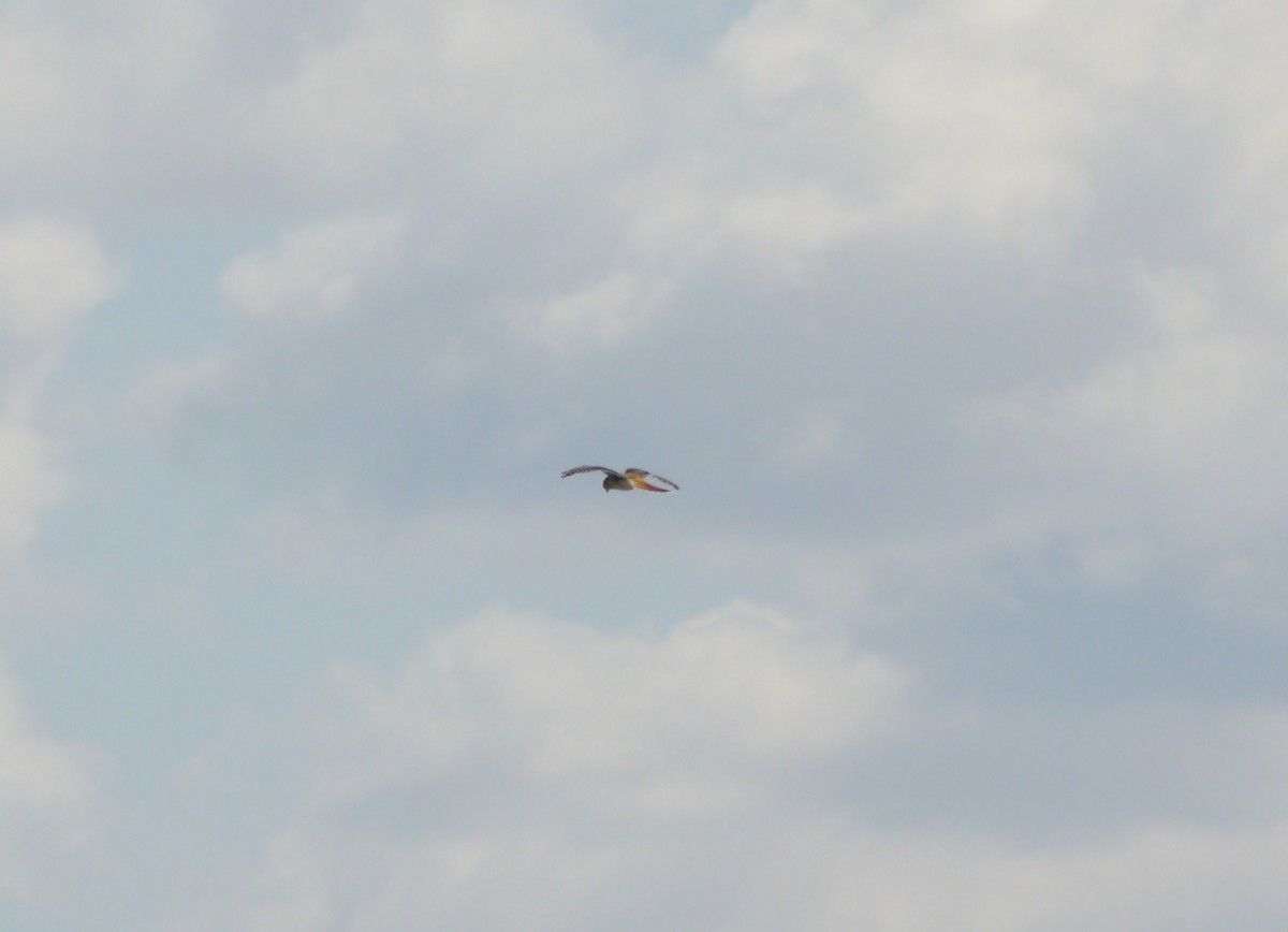 Боривітер американський - ML646263490