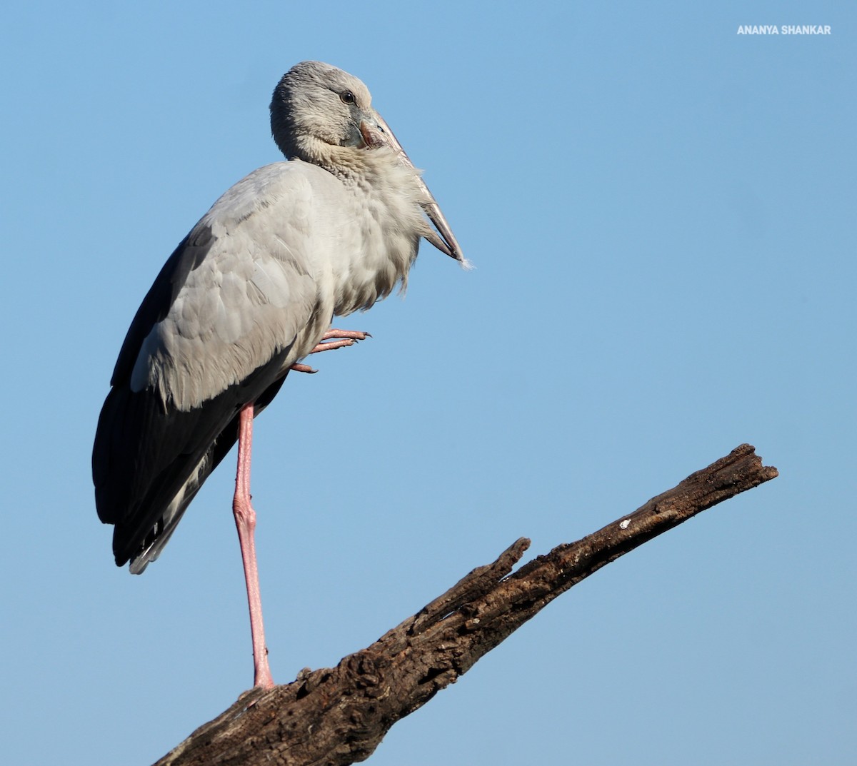 Лелека-молюскоїд індійський - ML646263491