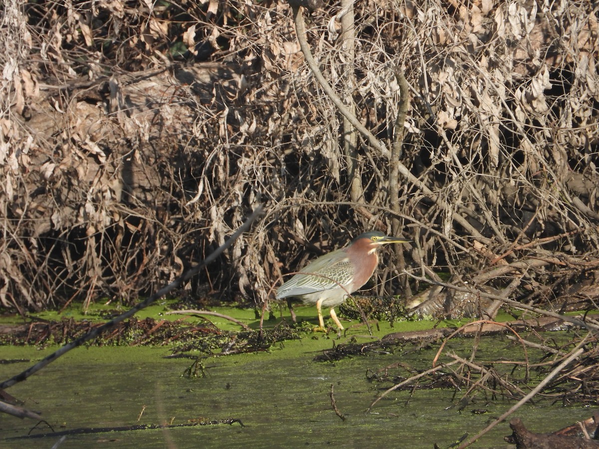 Чапля зелена - ML646263493