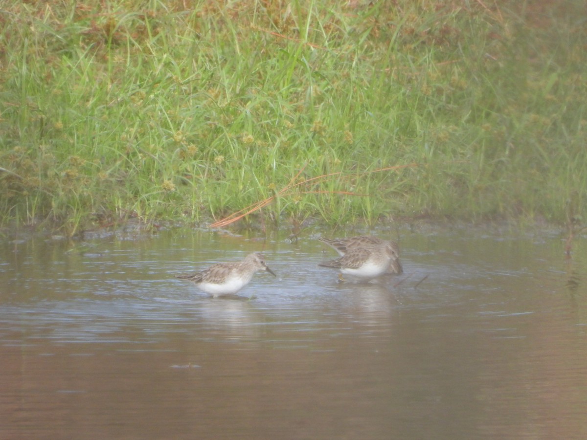 Побережник-крихітка - ML646263494
