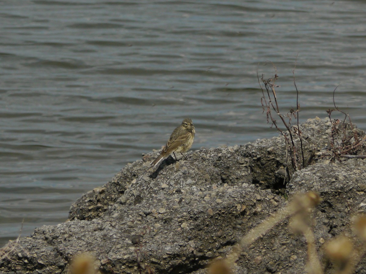 Щеврик американський - ML646263495