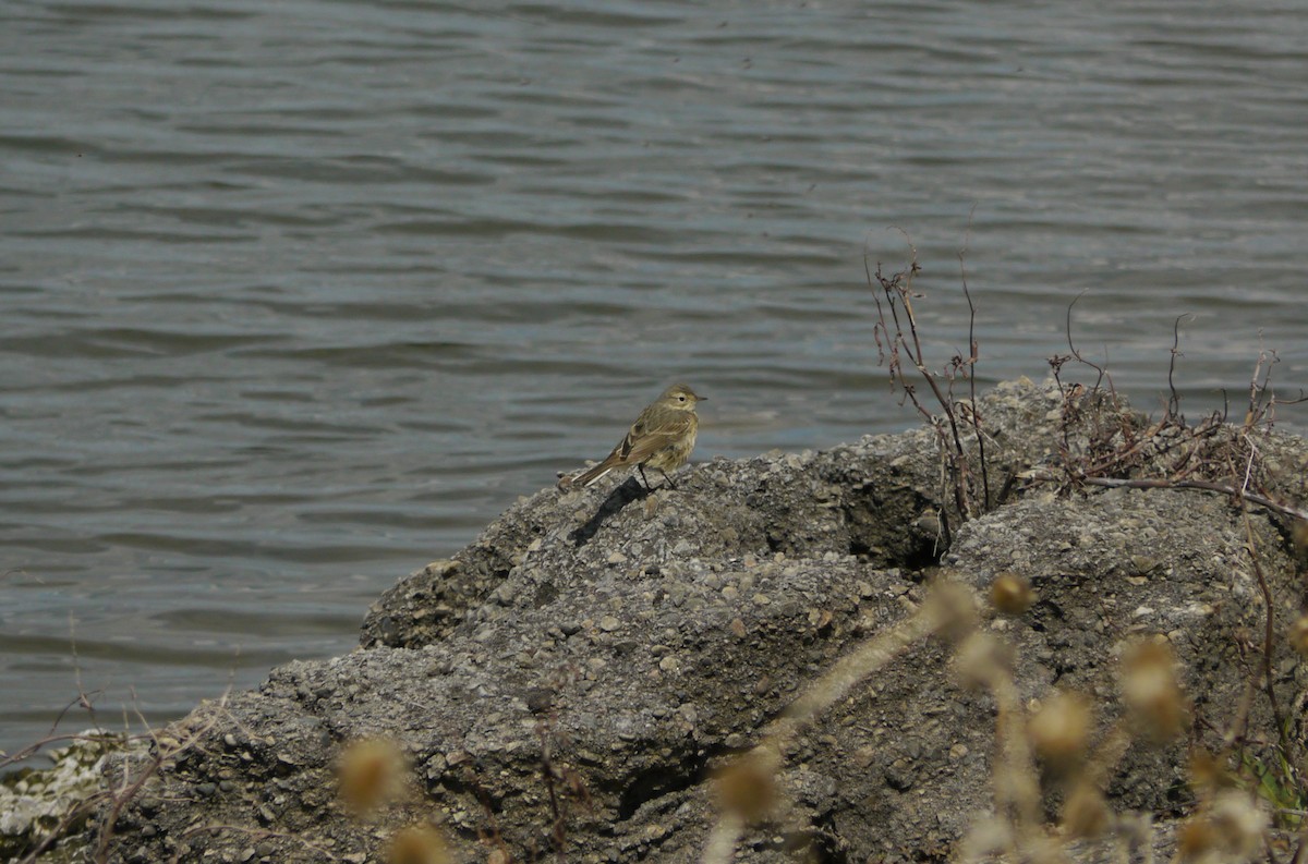 Щеврик американський - ML646263496