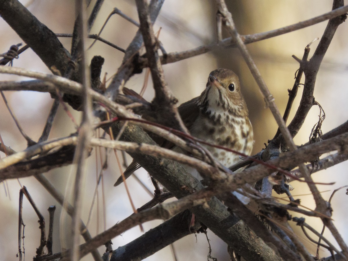 Дрізд-короткодзьоб плямистоволий - ML646263497
