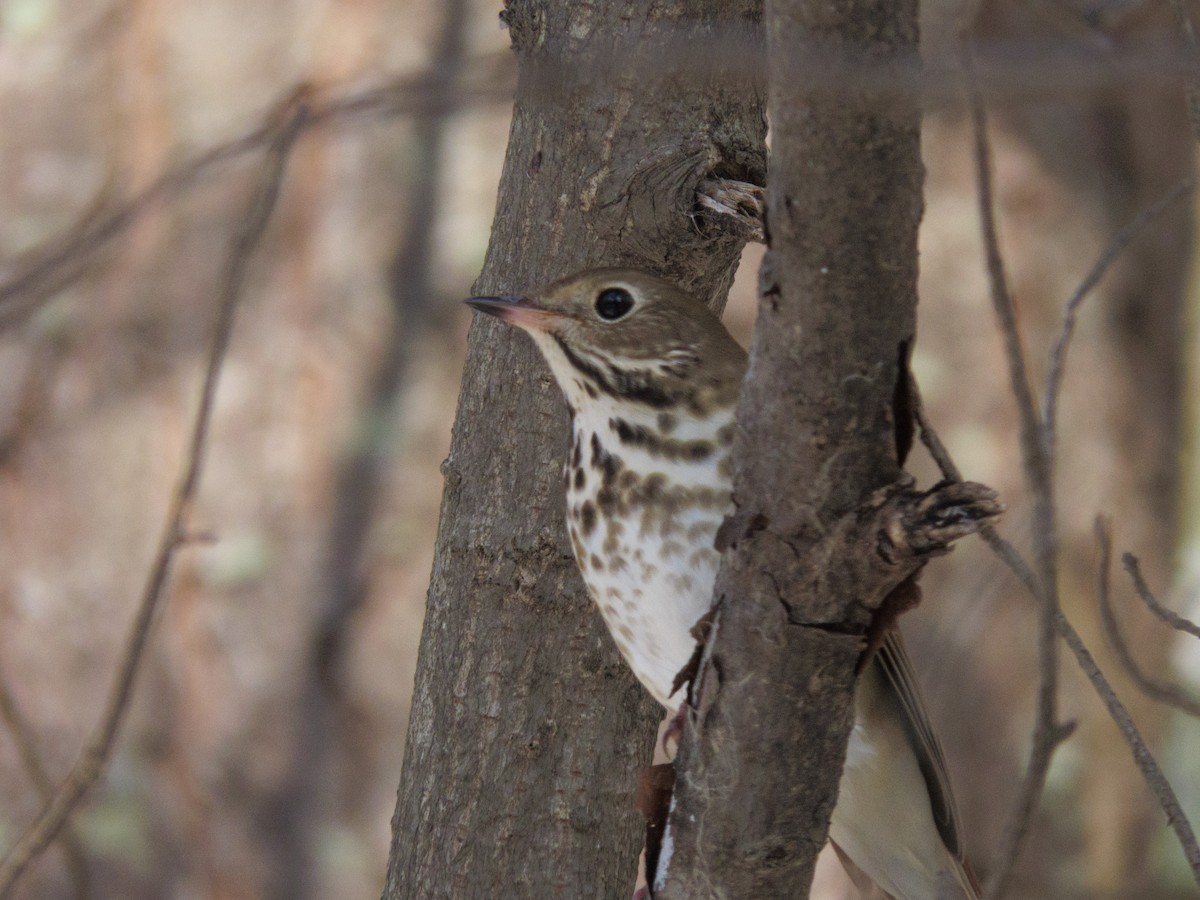 Дрізд-короткодзьоб плямистоволий - ML646263498