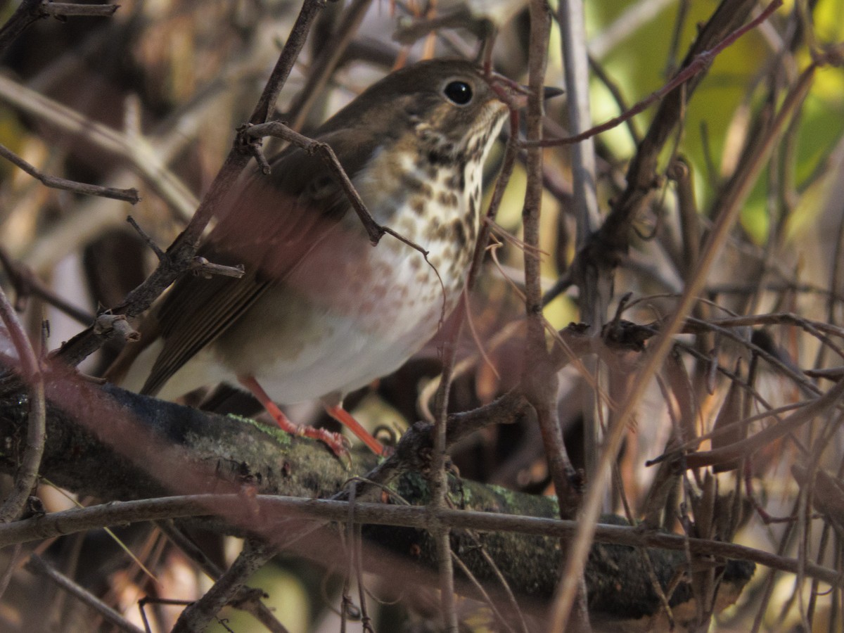 Hermit Thrush - ML646263499
