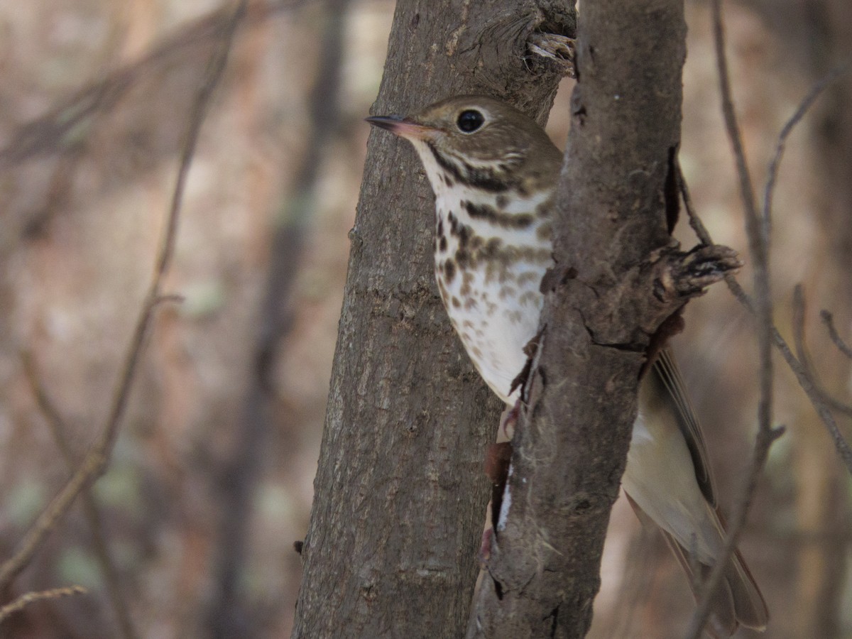Hermit Thrush - ML646263500