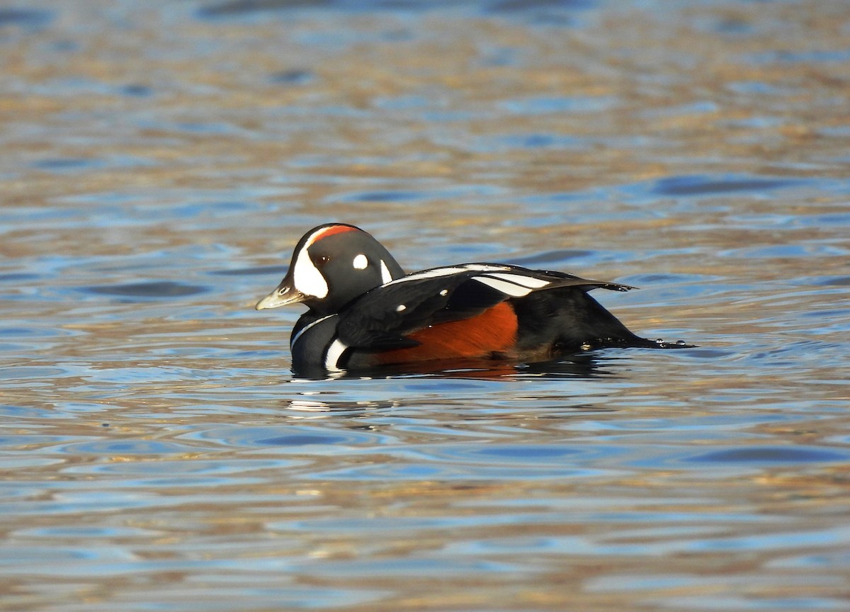 Хотгуужин чөрх - ML646263501