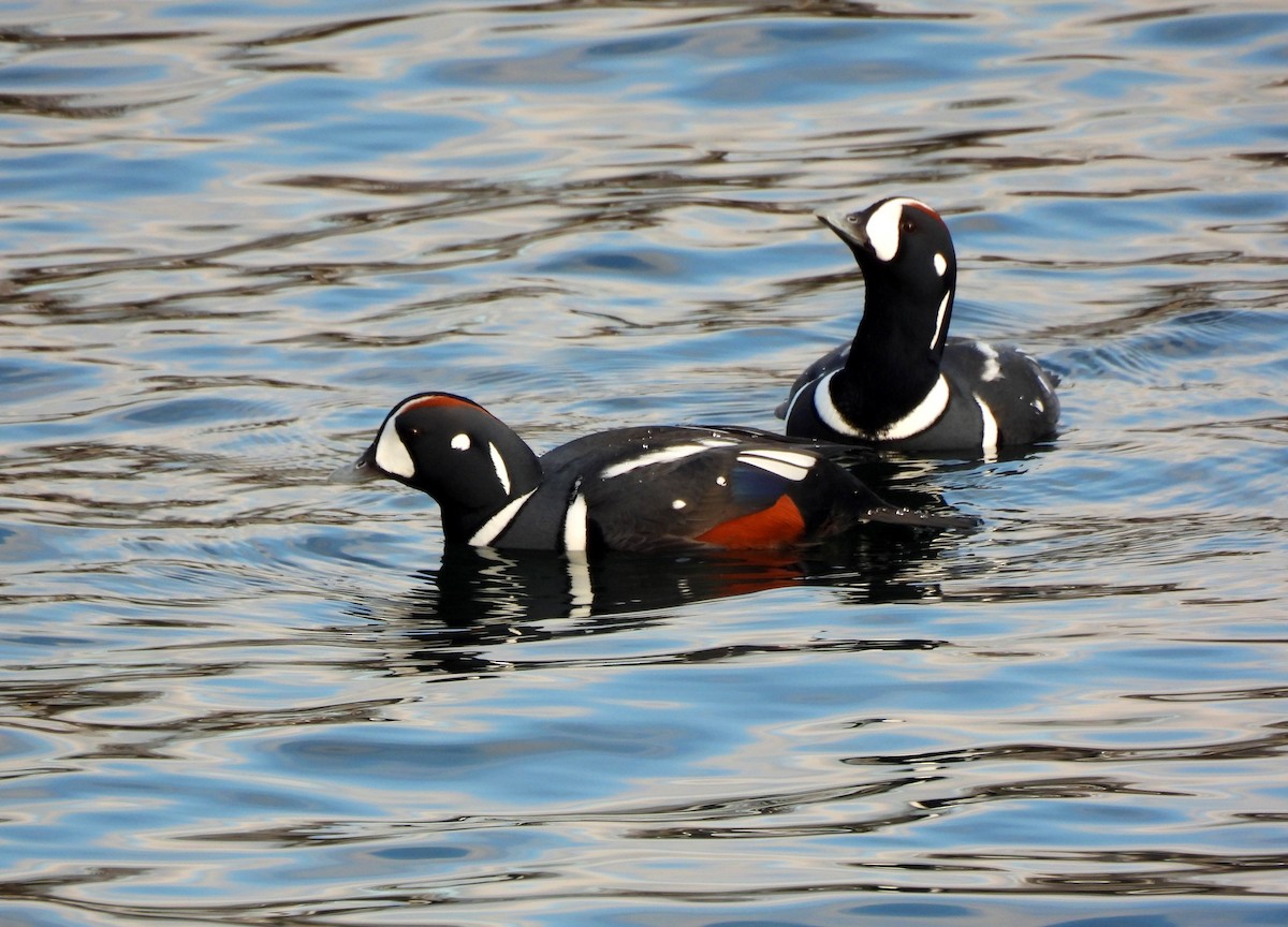 Хотгуужин чөрх - ML646263502