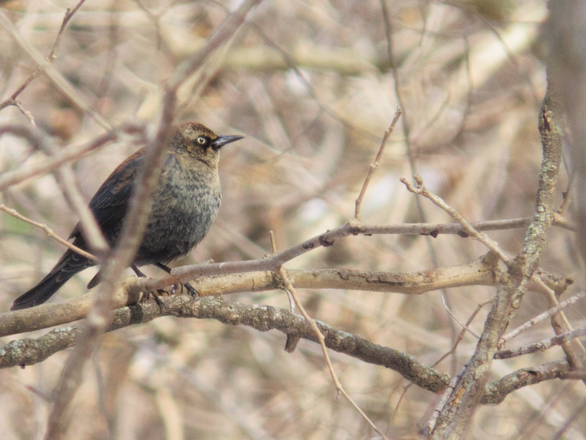 Rusty Blackbird - ML646263507