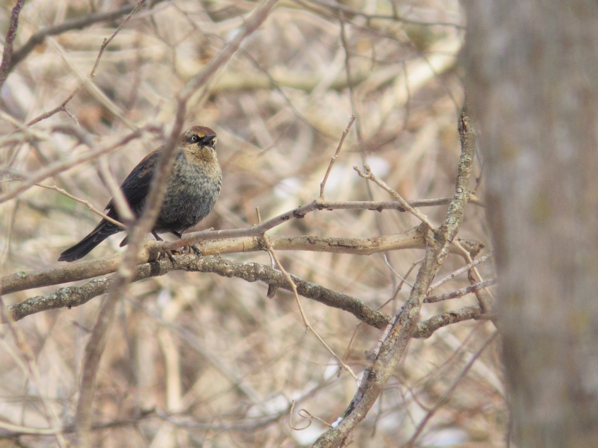 Rusty Blackbird - ML646263508
