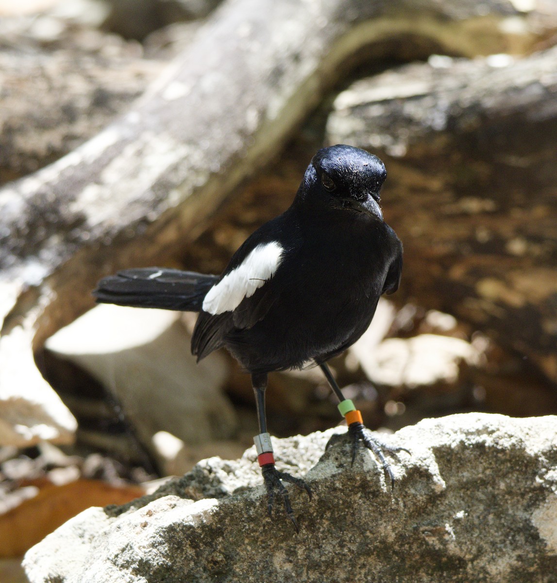 seychellskjæreskvett - ML646263511