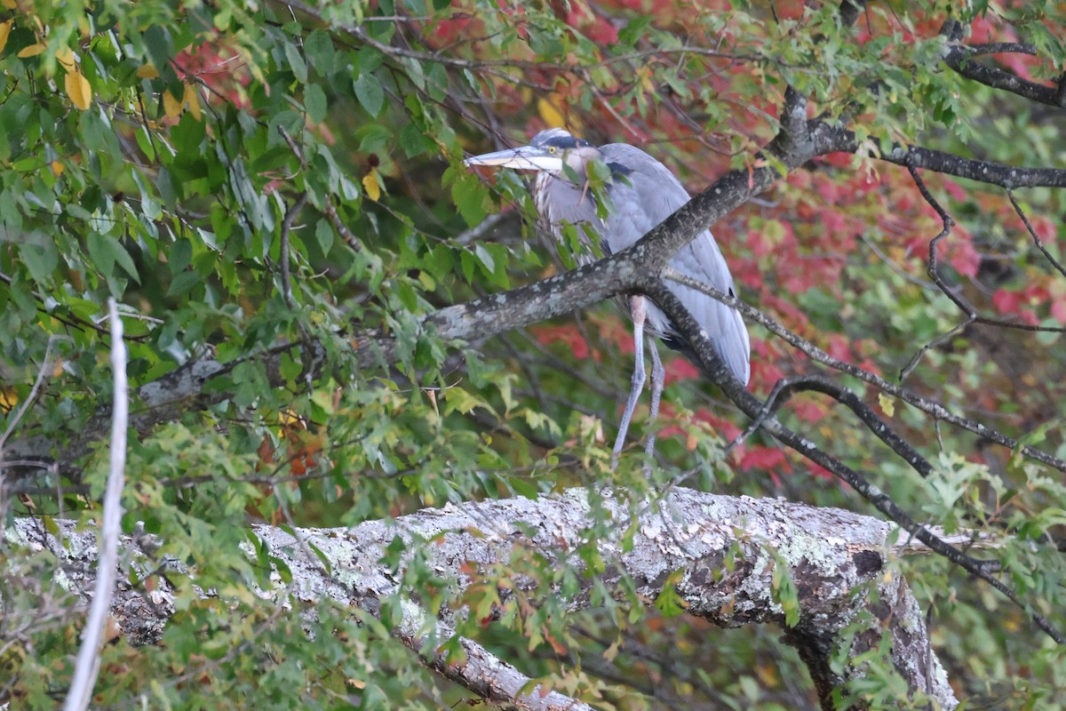 Чапля північна - ML646263512