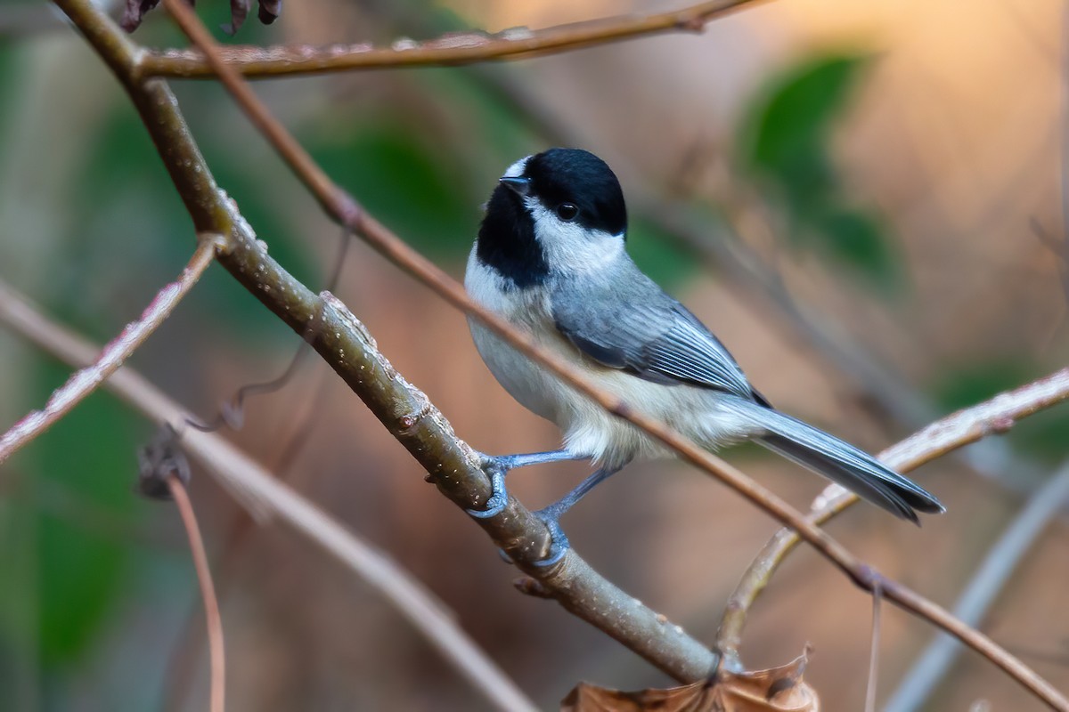 Гаїчка каролінська - ML646263513