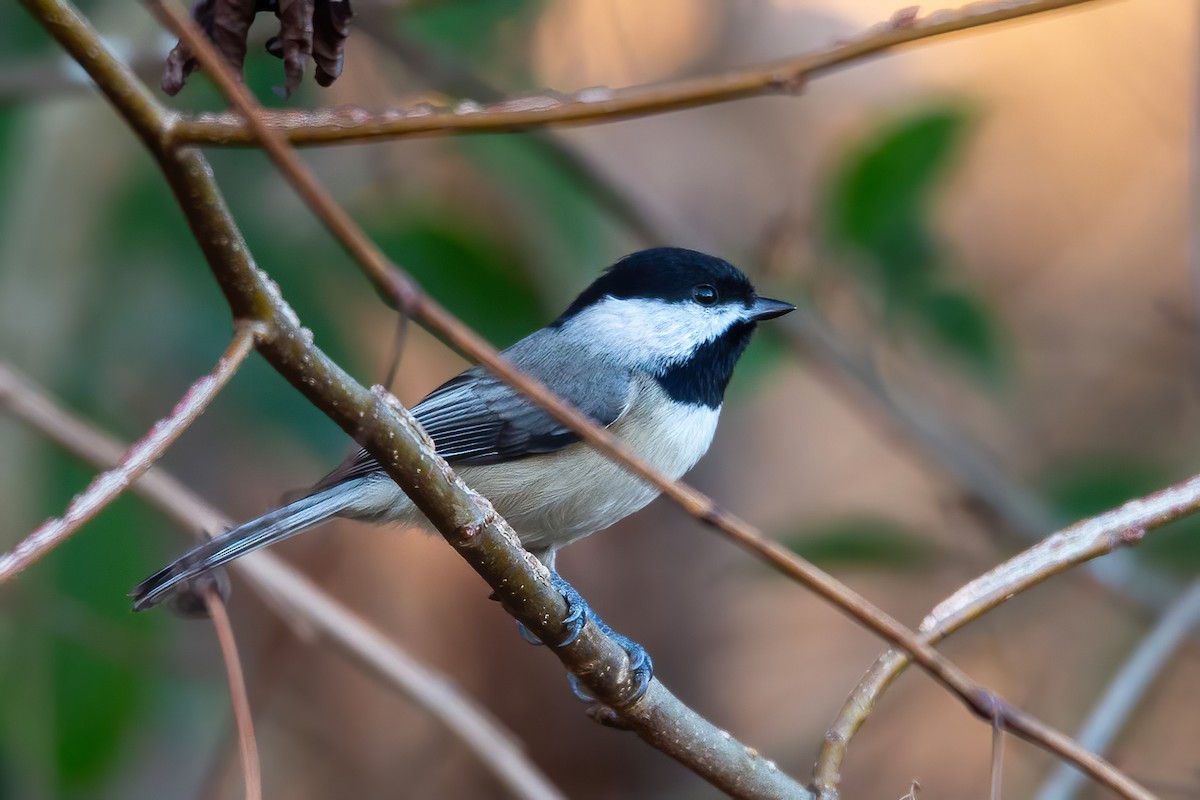 Гаїчка каролінська - ML646263515