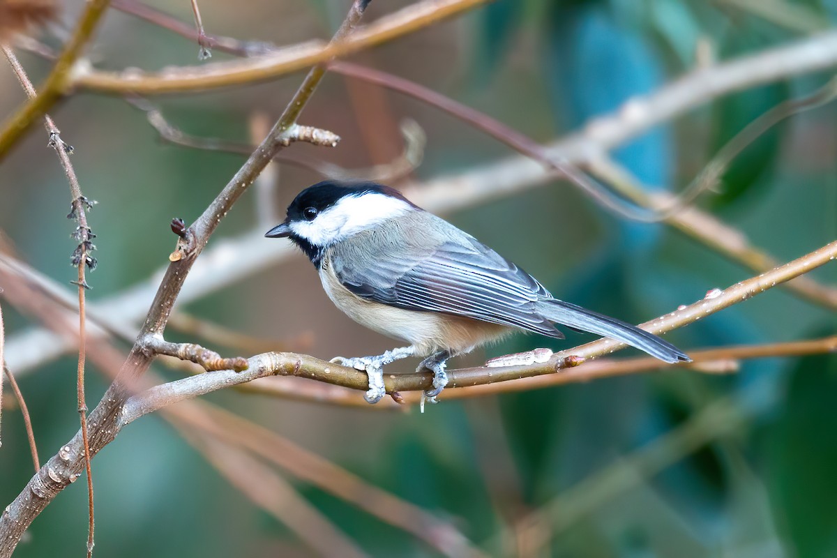 Гаїчка каролінська - ML646263516