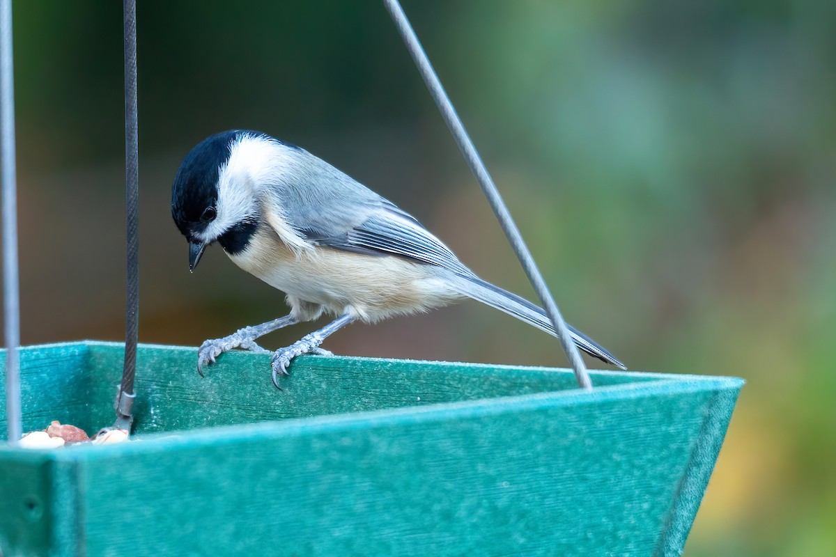 Гаїчка каролінська - ML646263517