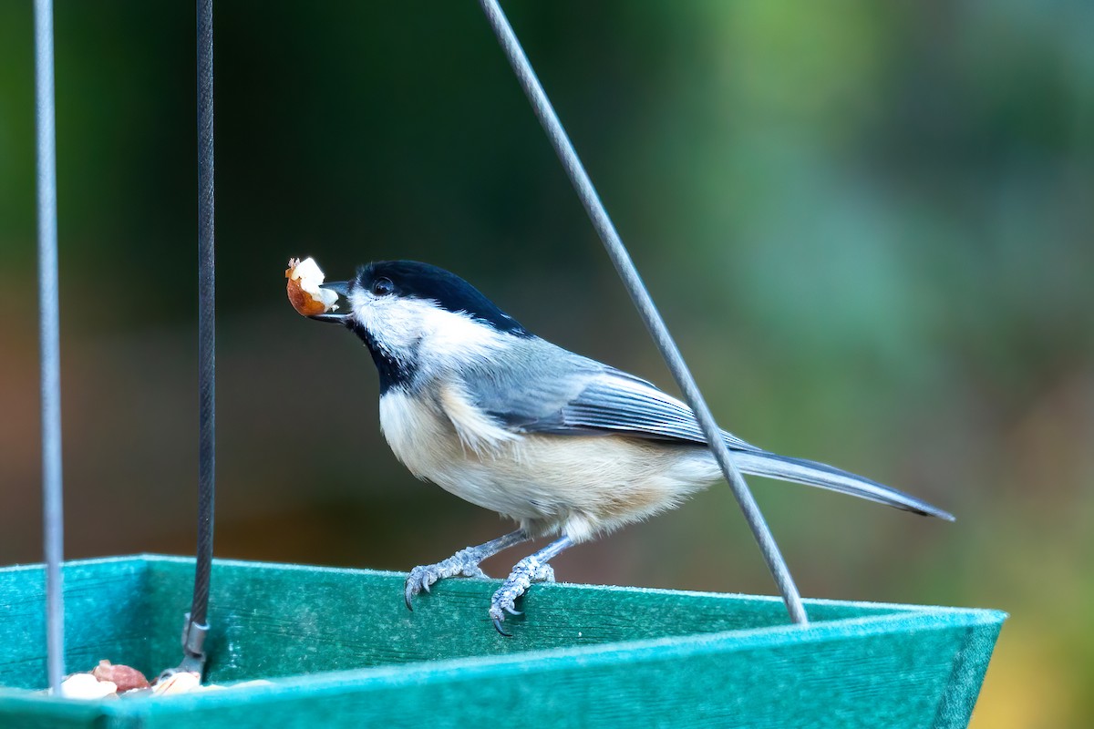 Гаїчка каролінська - ML646263518