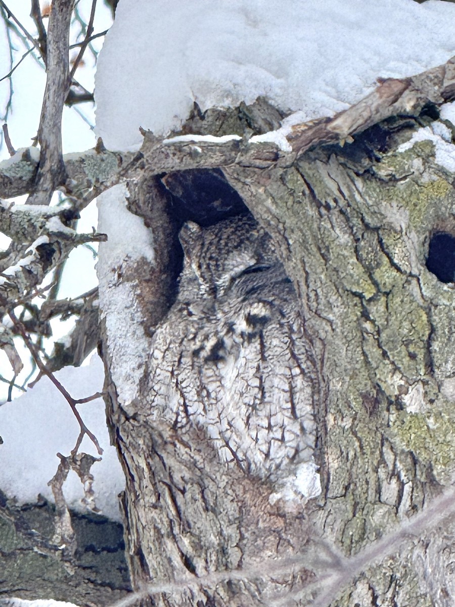 Сплюшка північна - ML646263519