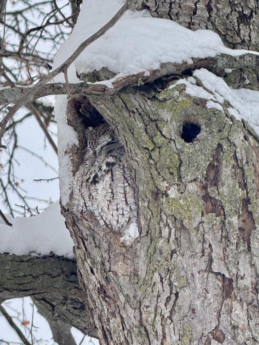 Сплюшка північна - ML646263520