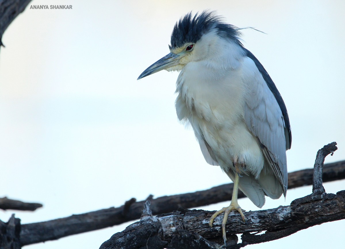 Квак звичайний - ML646263521