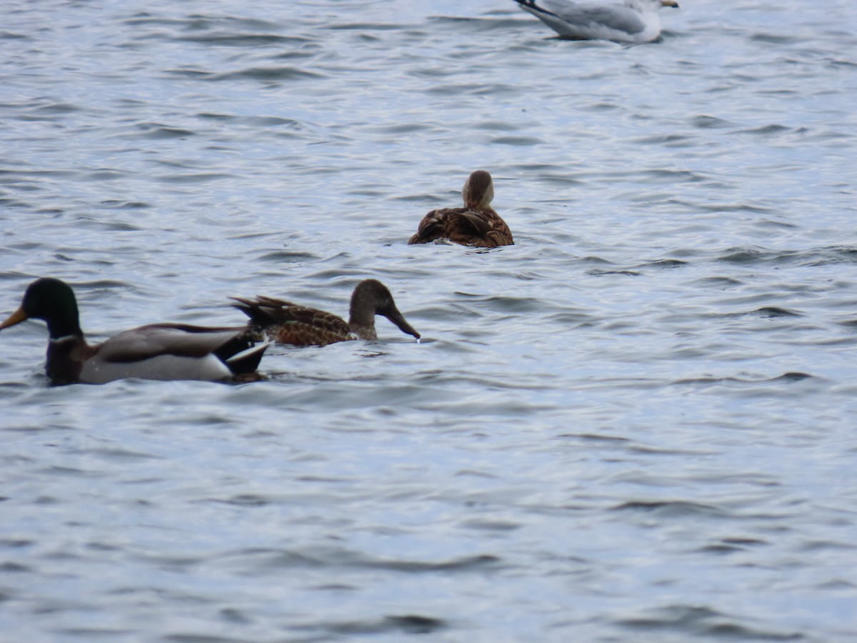 Northern Shoveler - ML646263523
