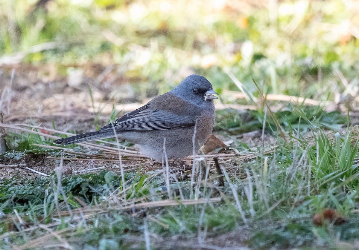 Dark-eyed Junco (Pink-sided x Gray-headed) - ML646263528