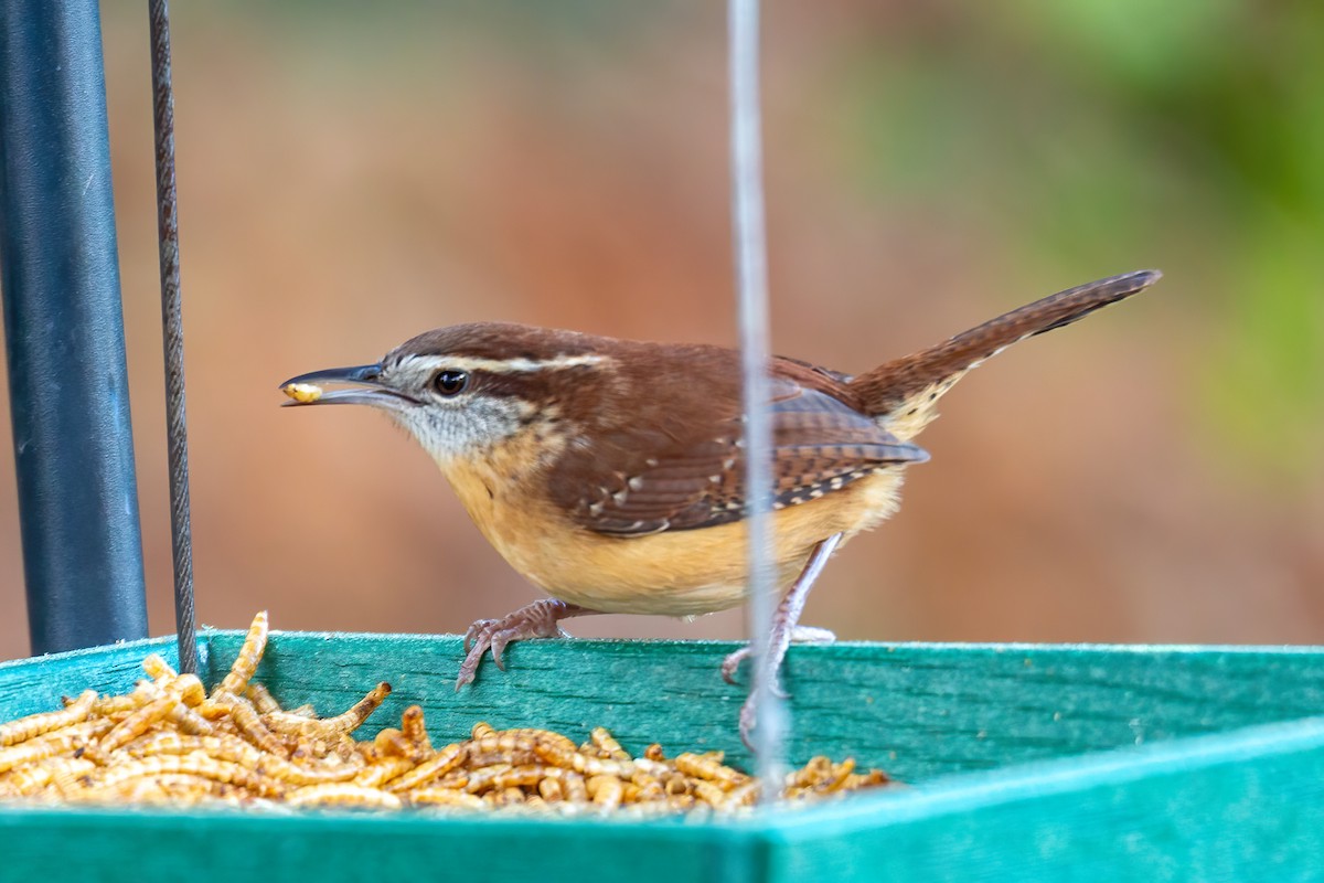 Carolina Wren - ML646263529