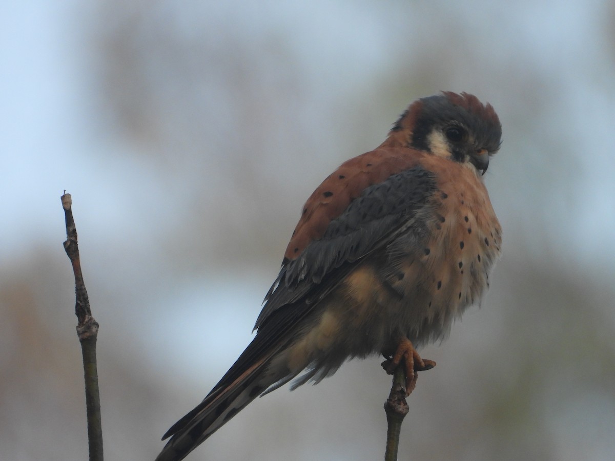 American Kestrel - ML646263531