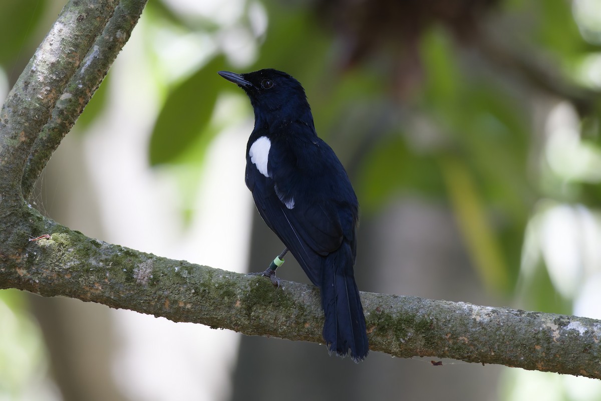 セーシェルシキチョウ - ML646263532