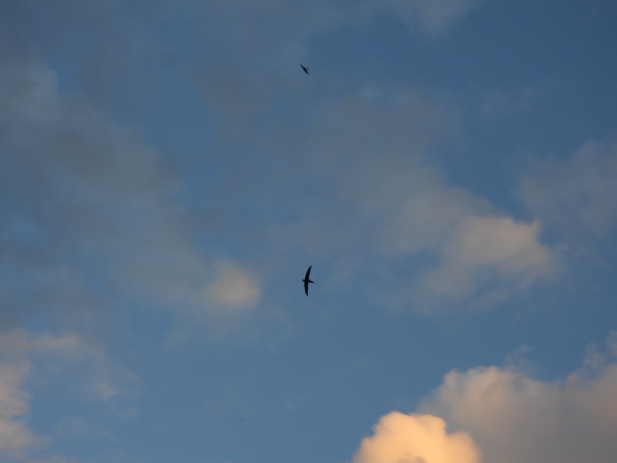 White-collared Swift - ML646263533