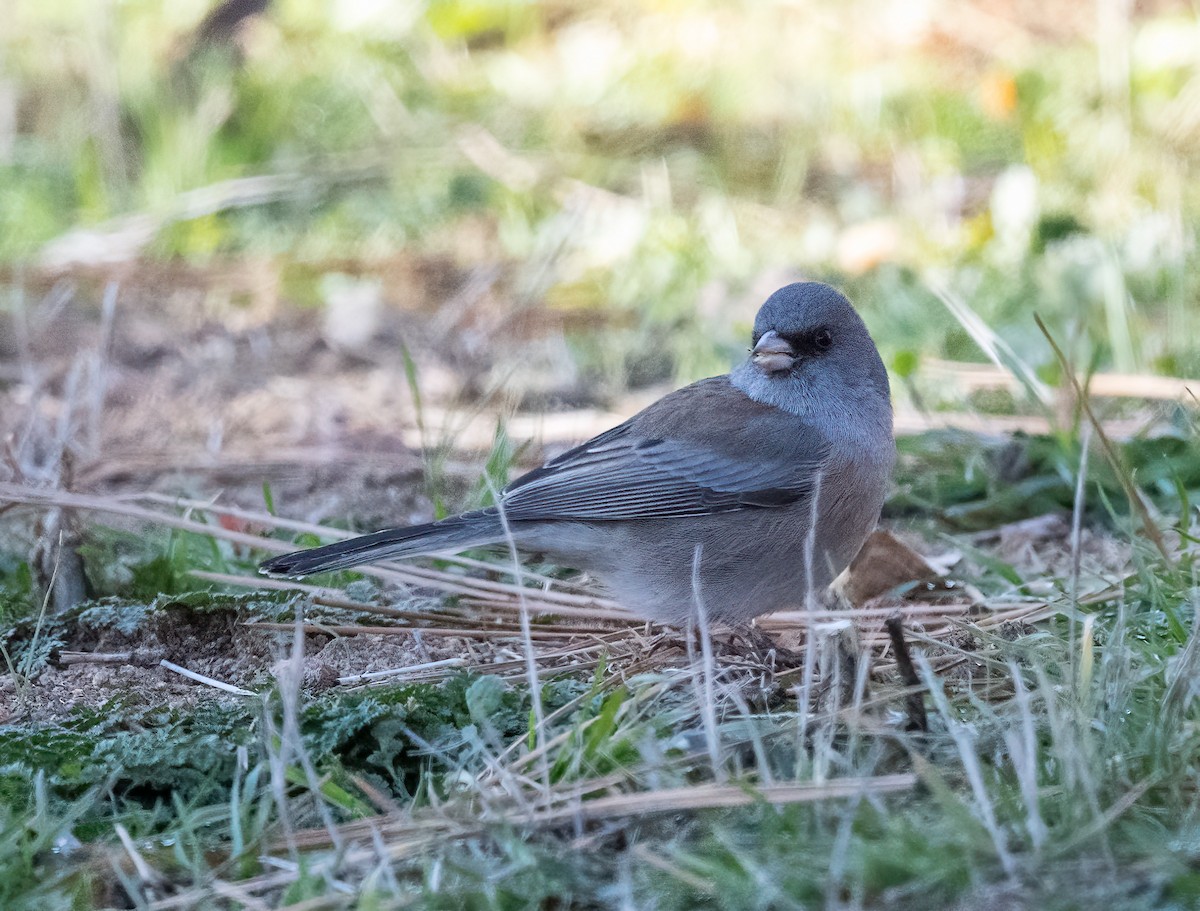Dark-eyed Junco (Pink-sided x Gray-headed) - ML646263537