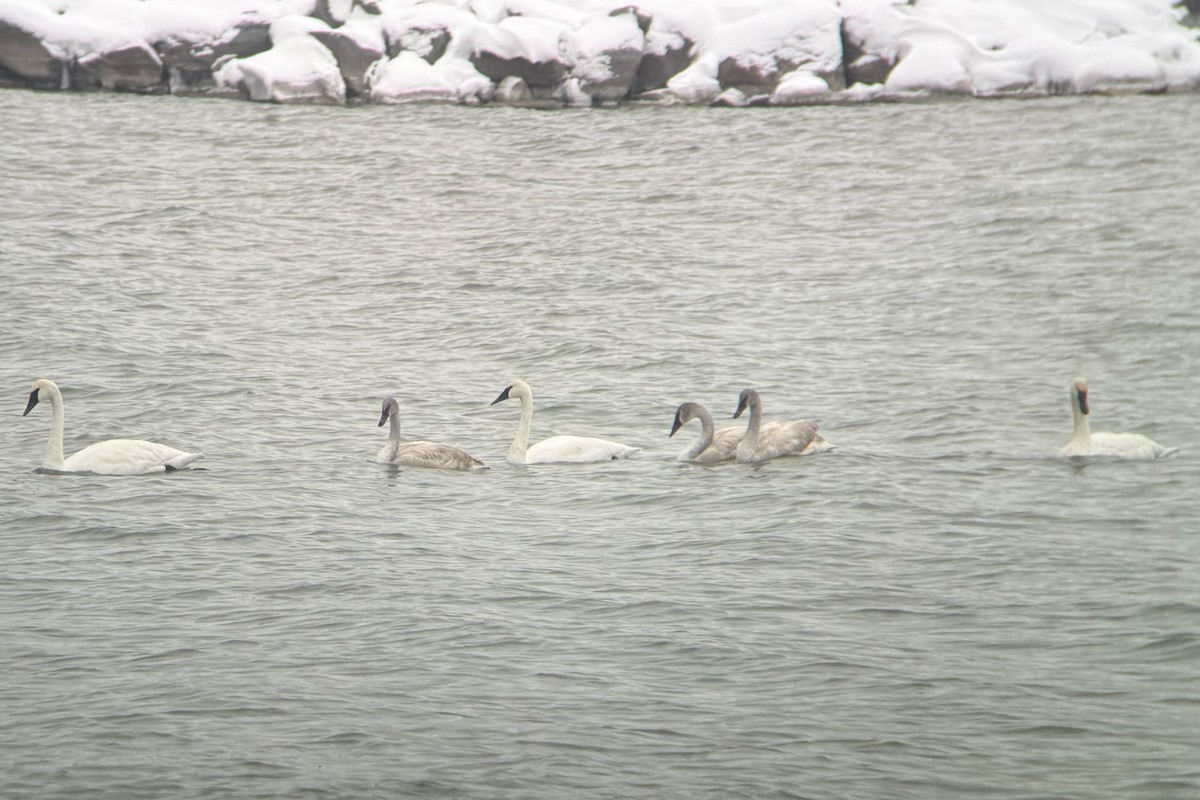 Trumpeter Swan - ML646263540