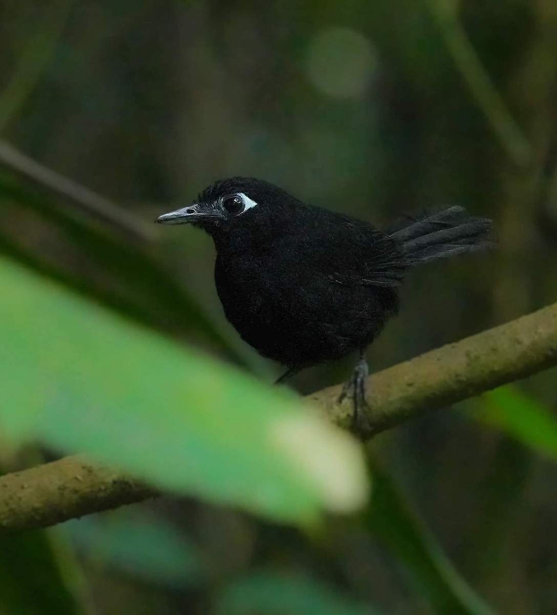 Zeledon's Antbird - ML646263541
