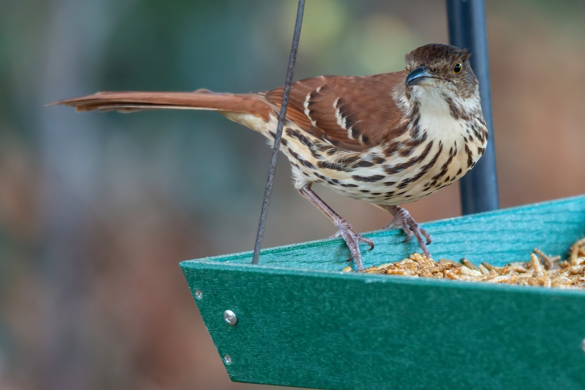 Brown Thrasher - ML646263542