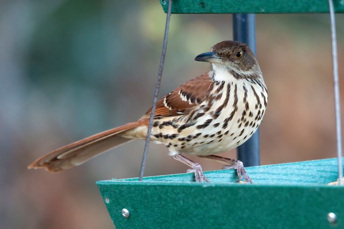 Brown Thrasher - ML646263543