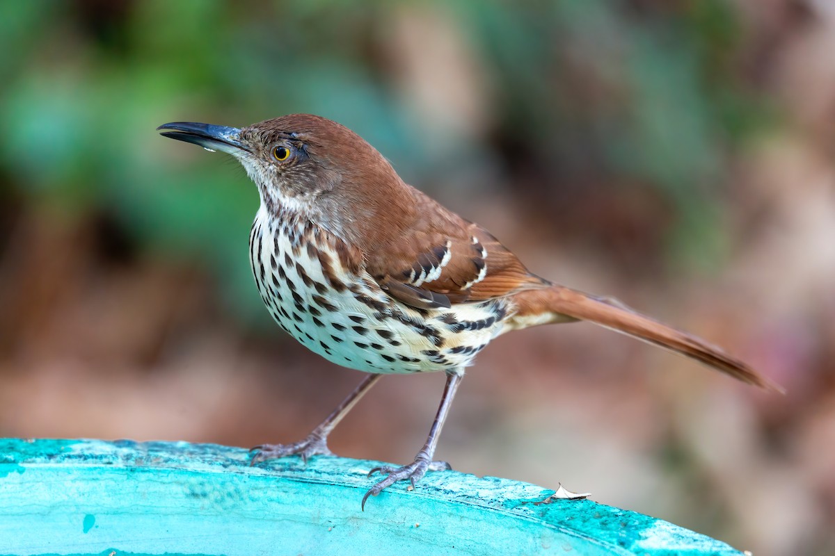 Brown Thrasher - ML646263544
