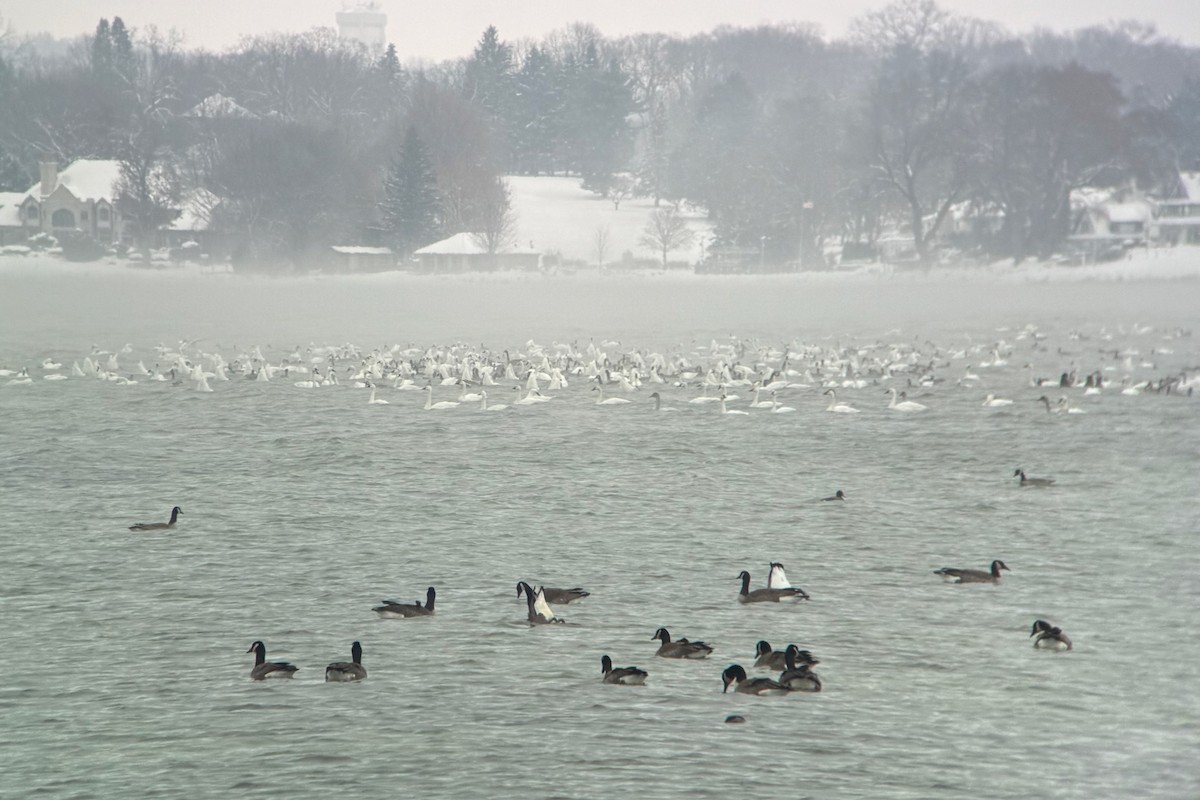 Tundra Swan - ML646263546