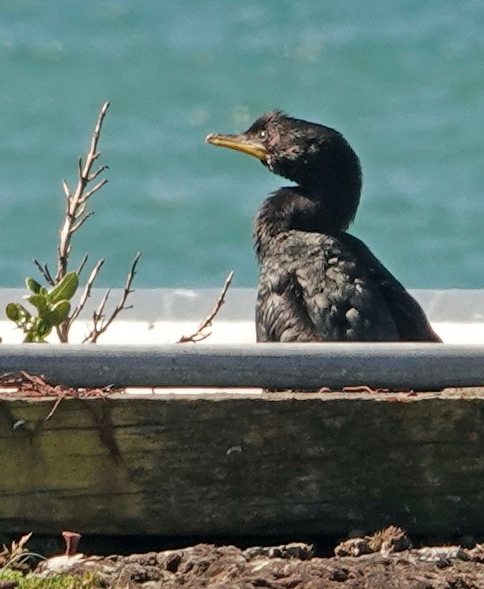 Little Pied Cormorant - ML646263549