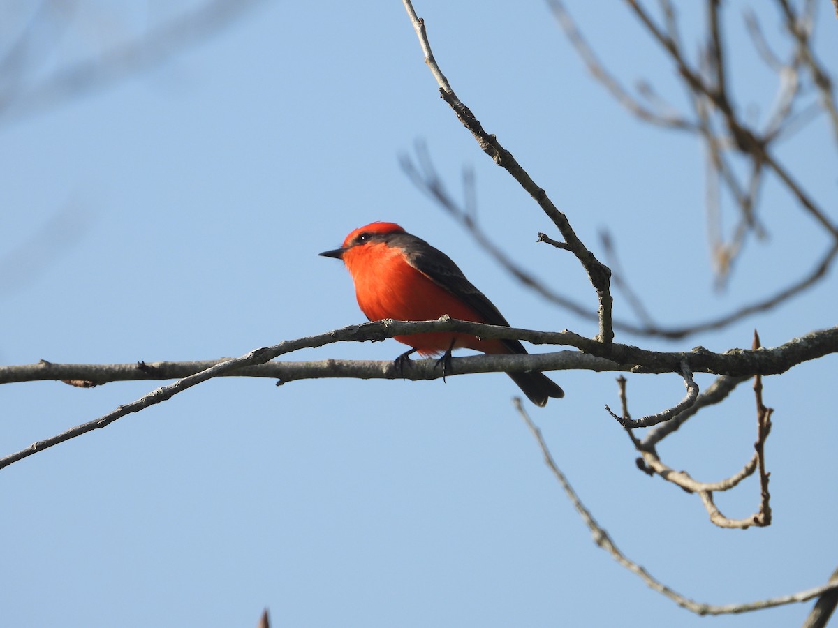 Vermilion Flycatcher - ML646263551