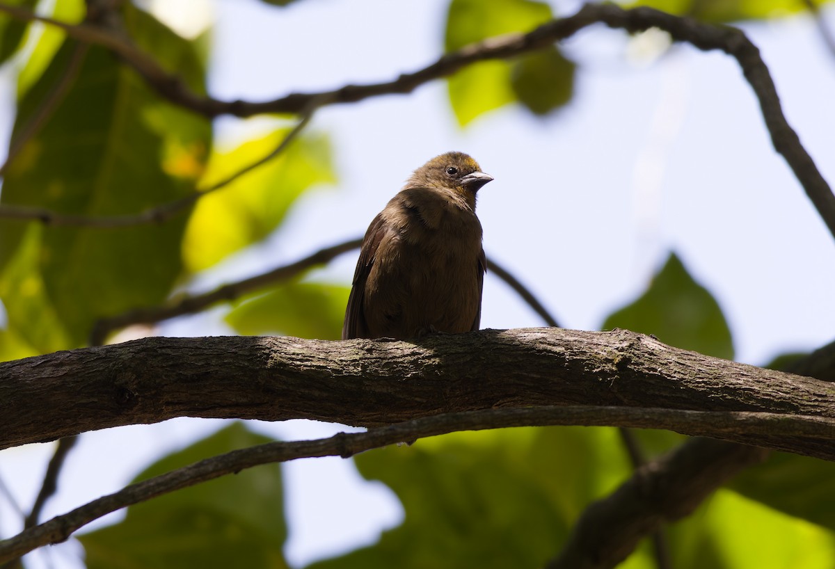 セーシェルベニノジコ - ML646263553