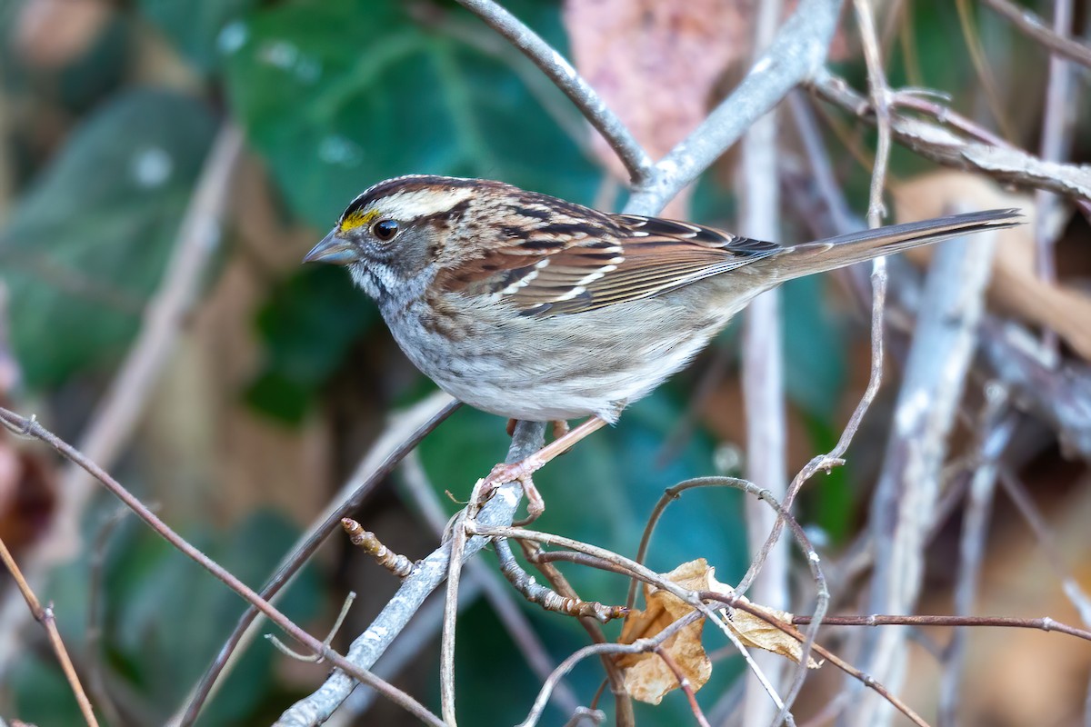 White-throated Sparrow - ML646263566