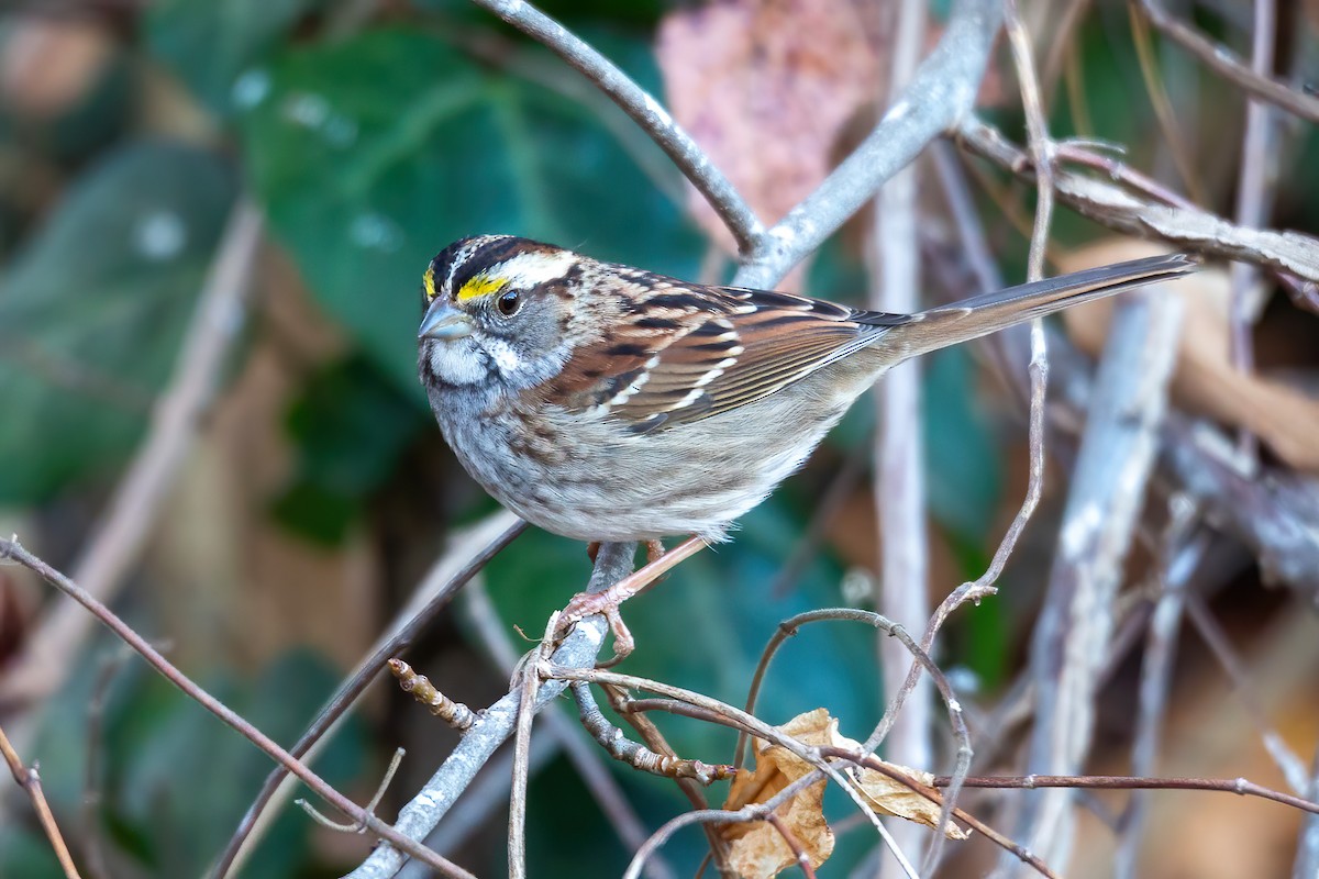White-throated Sparrow - ML646263567