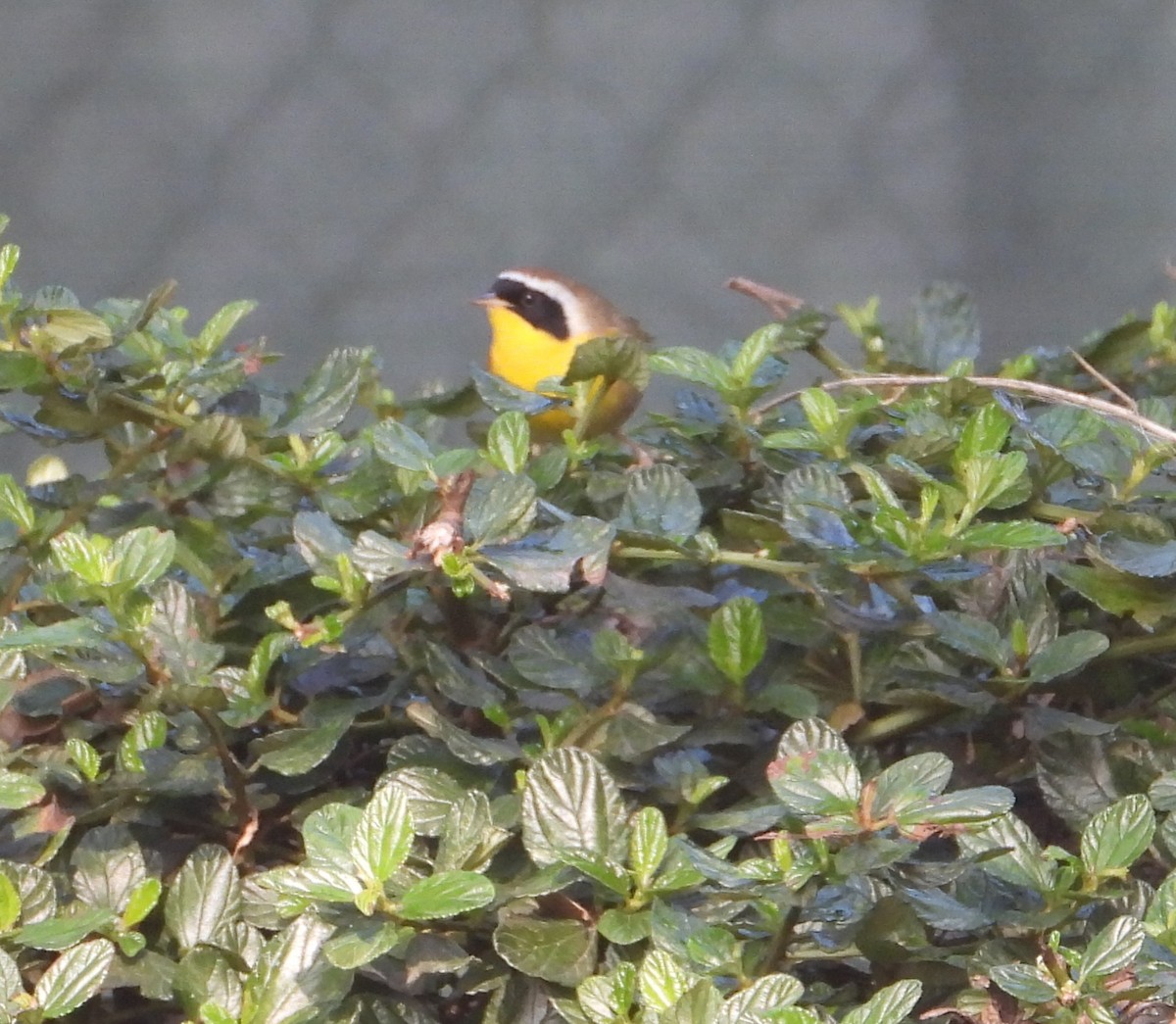 Common Yellowthroat - ML646263568